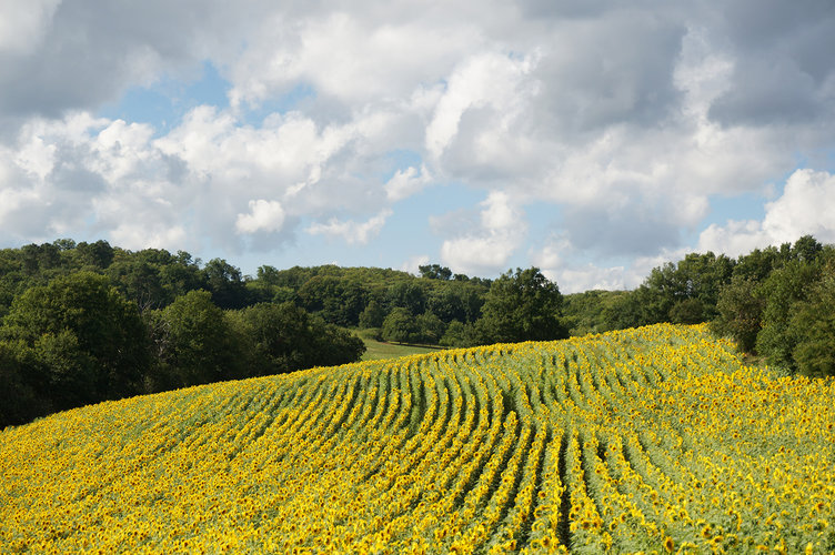 Sunflowers 752 xxx q85