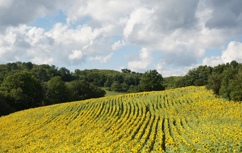 Sunflowers 794 0x49x1500x948 q85